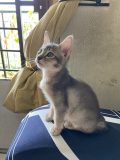 Cherry-billy-phoebe - Domestic Long Hair + Domestic Medium Hair Cat