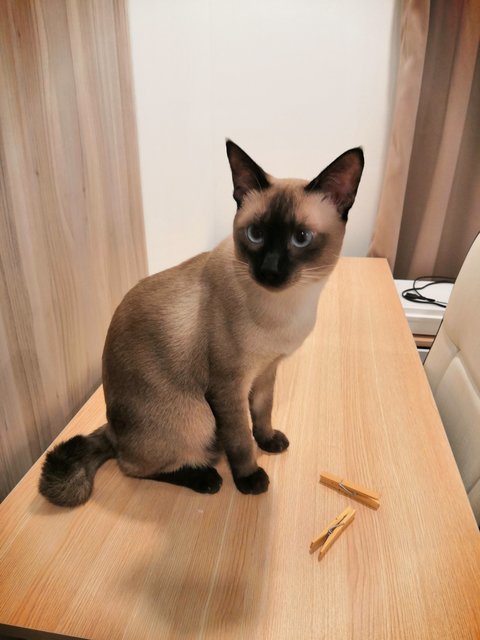 Whiskey (Kiki) - Siamese Cat