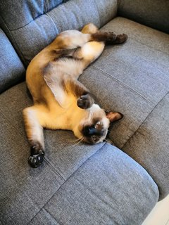 Whiskey (Kiki) - Siamese Cat