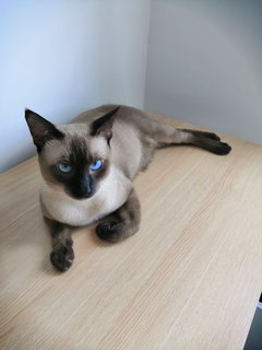 Whiskey (Kiki) - Siamese Cat