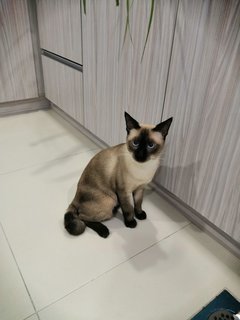 Whiskey (Kiki) - Siamese Cat