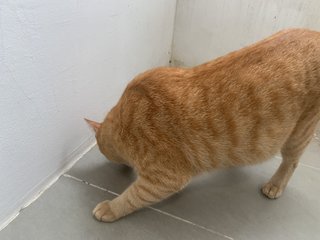 Tommy - Domestic Short Hair Cat