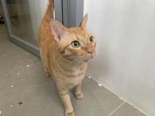 Tommy - Domestic Short Hair Cat