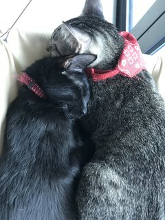 Bowtie - Domestic Short Hair Cat