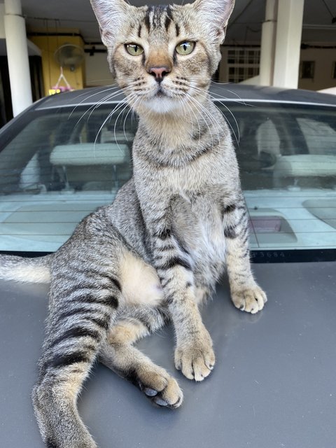 Bobo - Domestic Short Hair Cat