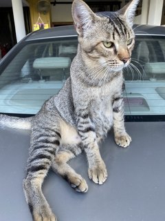 Bobo - Domestic Short Hair Cat