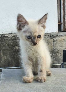 Milk - Domestic Short Hair Cat