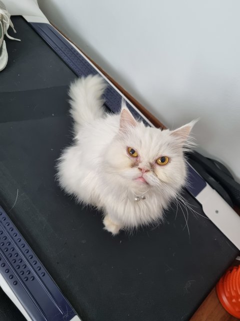 Snowie - Persian Cat