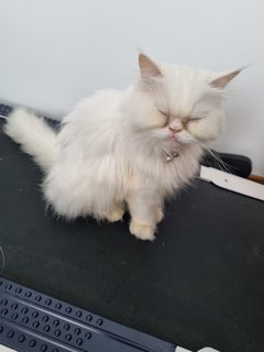 Snowie - Persian Cat