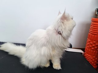 Snowie - Persian Cat