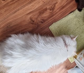 Snowie - Persian Cat