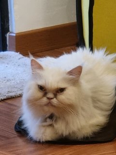 Snowie - Persian Cat