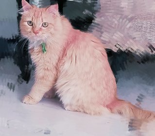 Leonardo Da Vinci - Domestic Long Hair Cat