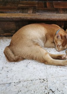 Hans Solo - Domestic Short Hair Cat