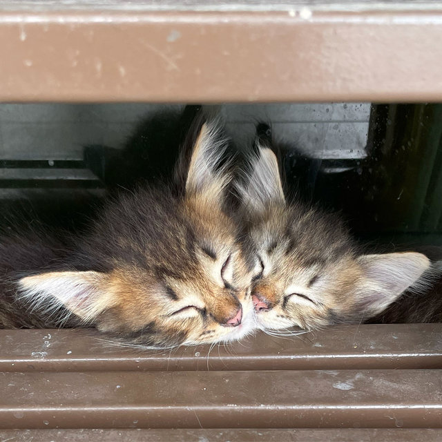 Butter &amp; Sugar - Domestic Long Hair + Domestic Short Hair Cat