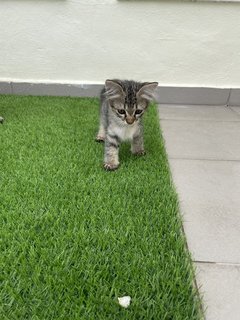 Butter &amp; Sugar - Domestic Long Hair + Domestic Short Hair Cat