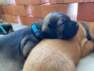 Bluey - Mixed Breed Dog