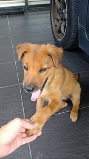 Nika - Mixed Breed Dog