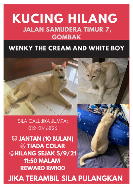 Wenky The Cream Boi - Domestic Medium Hair Cat