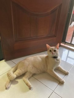 Wenky The Cream Boi - Domestic Medium Hair Cat