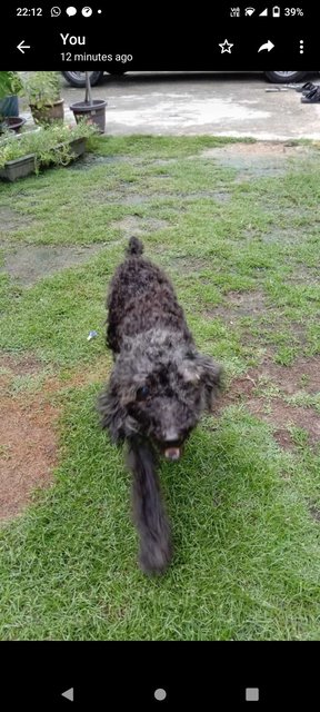 Rescued Poodle Dog For Adoption - Poodle Dog