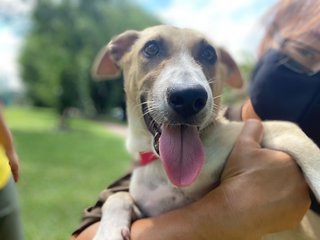 Patchi - Mixed Breed Dog