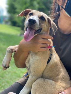 Patchi - Mixed Breed Dog