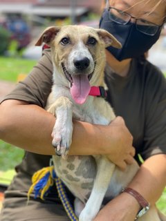 Patchi - Mixed Breed Dog