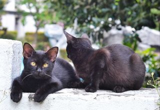 Inky &amp; Morty - Domestic Short Hair Cat