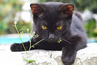 Inky &amp; Morty - Domestic Short Hair Cat