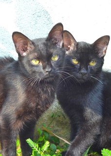 Inky &amp; Morty - Domestic Short Hair Cat