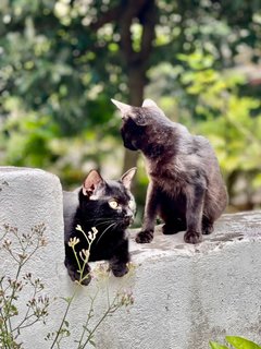 Inky &amp; Morty - Domestic Short Hair Cat