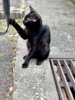 Inky &amp; Morty - Domestic Short Hair Cat