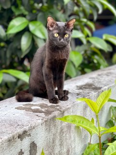 Inky &amp; Morty - Domestic Short Hair Cat