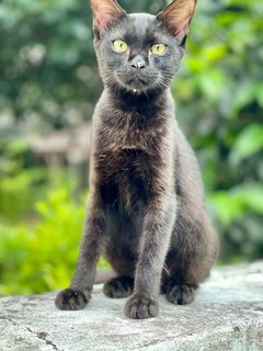 Inky &amp; Morty - Domestic Short Hair Cat