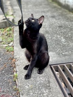 Inky &amp; Morty - Domestic Short Hair Cat