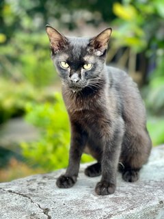 Inky &amp; Morty - Domestic Short Hair Cat