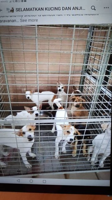 Puppies From Majlis - Mixed Breed Dog