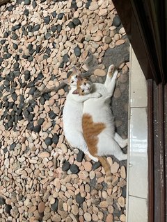 3 Siblings (Orange Boy, Buncit, Uti) - Domestic Short Hair Cat