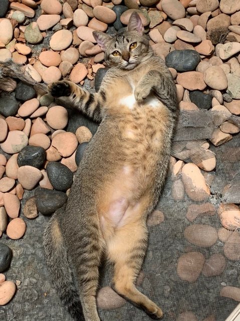 Lady - Abyssinian Cat