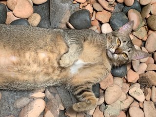 Lady - Abyssinian Cat