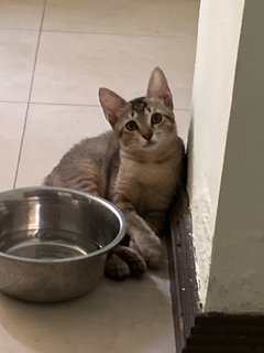 Lady - Abyssinian Cat