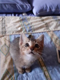 Lady - Abyssinian Cat