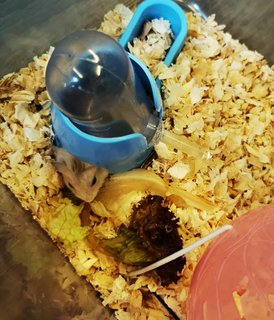 PF109746 - Short Dwarf Hamster + Roborovsky's Hamster Hamster