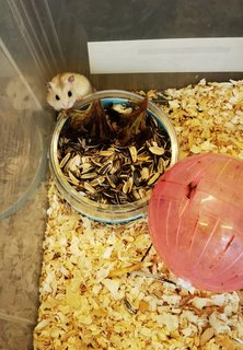 PF109746 - Short Dwarf Hamster + Roborovsky's Hamster Hamster