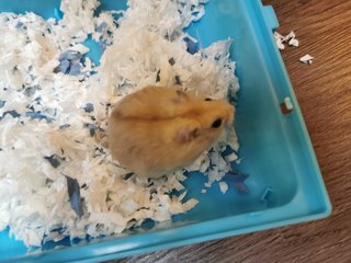 PF109746 - Short Dwarf Hamster + Roborovsky's Hamster Hamster