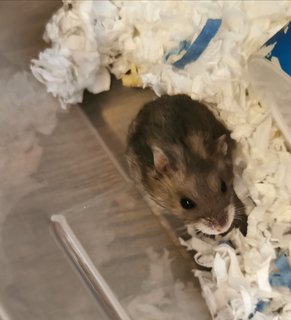 PF109746 - Short Dwarf Hamster + Roborovsky's Hamster Hamster