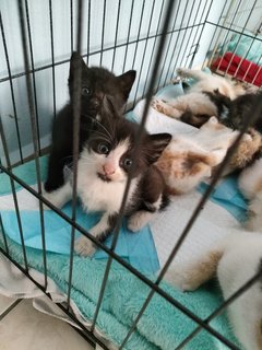 Rainbow &amp; Her Kittens - Domestic Short Hair Cat