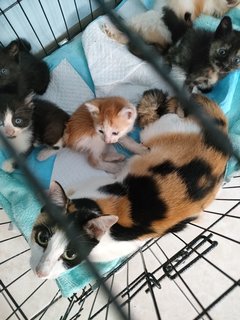 Rainbow &amp; Her Kittens - Domestic Short Hair Cat