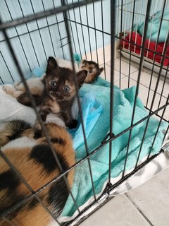 Rainbow &amp; Her Kittens - Domestic Short Hair Cat